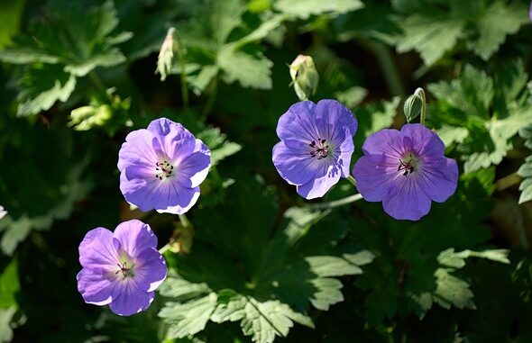 Close-up_of_four_purple_flowers