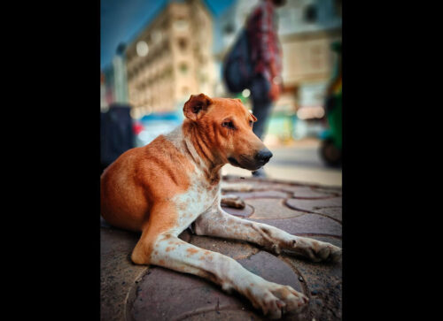 Winning photo from the 2025 OnePlus Photography Awards showing a sad street dog resting on a city sidewalk in India.
