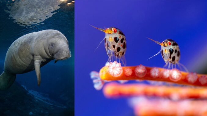 Ocean-Photographer-of-the-year-winners