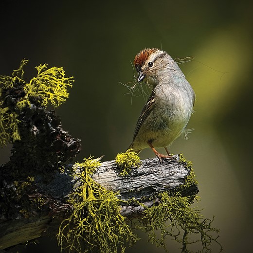 USCA Female Winner Aud APA-NA-2025 Chipping-Sparrow A1 41153-0 Photo-Sean- My-Number -Pursley LR