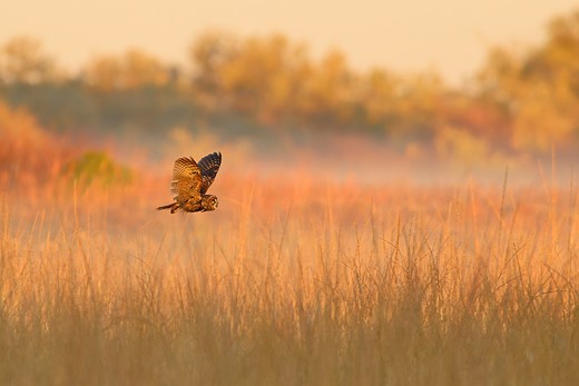 USCA Youth Winner Aud APA-NA-2025 Long-eared-Owl Y0 38370-1 Photo-Parham-Pourahmad LR