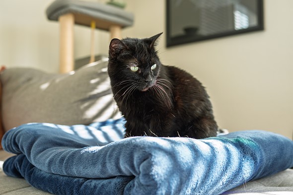 a black cat sits on a fluffy blue blanket one a gray couch