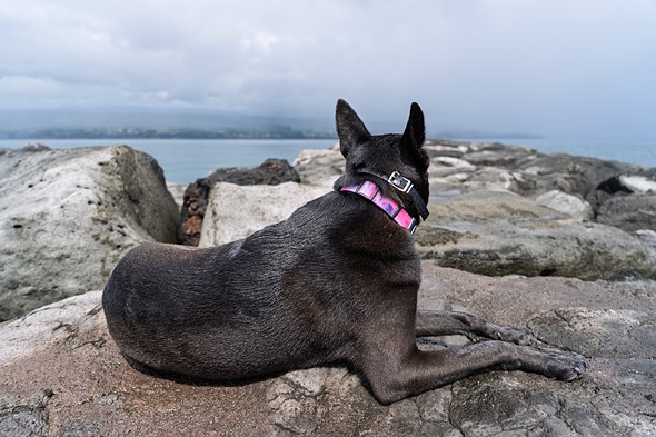 a black dog sits on rocks that jut  out into the ocean with land in the distance