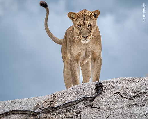 a dramatic stand-off between a lion and a cobra
