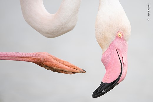 a greater flamingo in the act of scratching its head with one of its unmistakably long legs