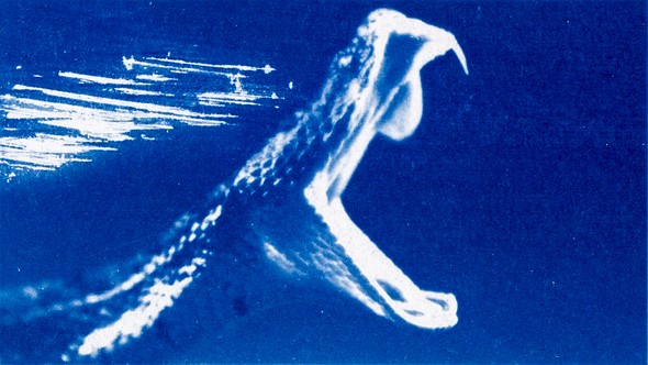 a snake with jaw wide open propels forward