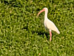 a white bird with long curved beak stands in grass-1