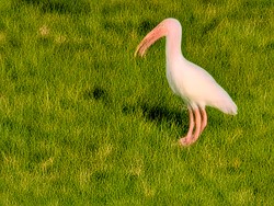 a white bird with long curved beak stands in grass-3