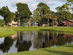a white bird with long curved beak stands in grass-4