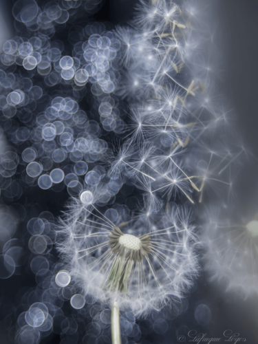 Shallow depth of field image of a dandelion with seeds blowing away, creating dreamy circular bokeh lights in the background.