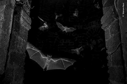 fruit bats leave their roost in the ruins of a historical monument