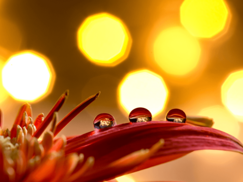 light-in-macro-photography-water-droplets-flower-500x375-1