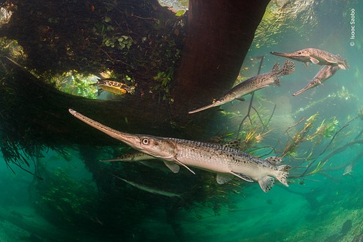 longnose gars spawn in a crystal-clear Florida river