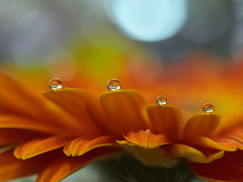 Shallow depth of field macro photo of an orange flower petal with water droplets reflecting light and color.