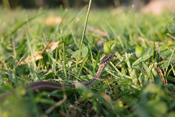 snake slithering through grass