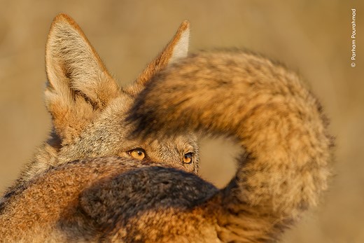 the amber eyes of a male coyote within the black tipped tail of a female