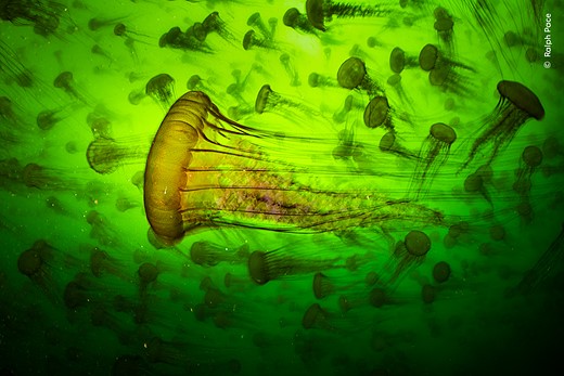 the middle of a mass or smack of Pacific sea nettles
