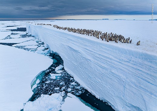the moment fledgling emperor penguin chicks walk along the edge of an ice shelf