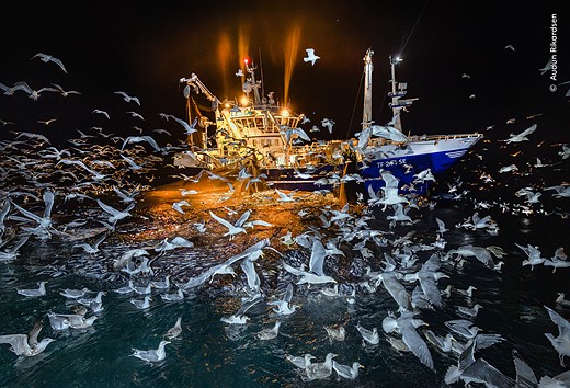 © Audun Rickardsen  courtesy Wildlife Photographer of the Year