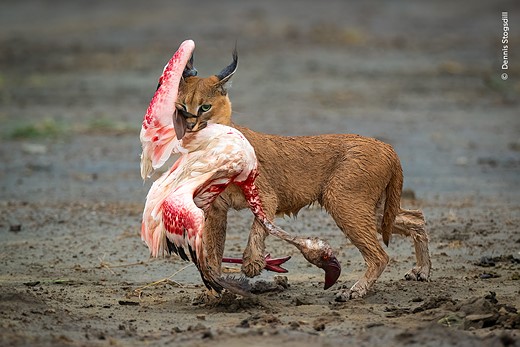© Dennis Stogsdill  courtesy Wildlife Photographer of the Year