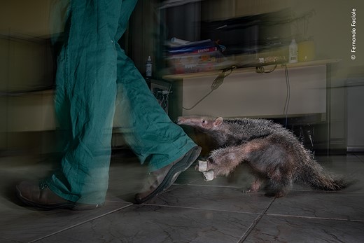 © Fernando Faciole  courtesy Wildlife Photographer of the Year