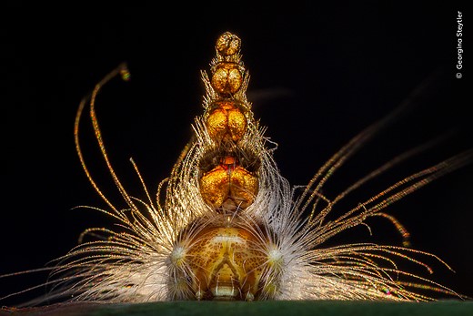 © Georgina Steytler  courtesy Wildlife Photographer of the Year