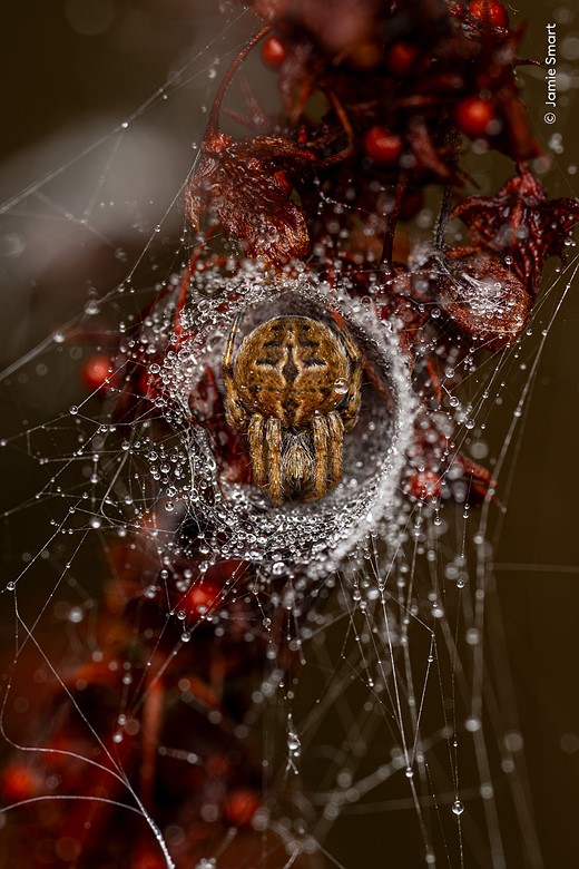 © Jamie Smart  courtesy Wildlife Photographer of the Year