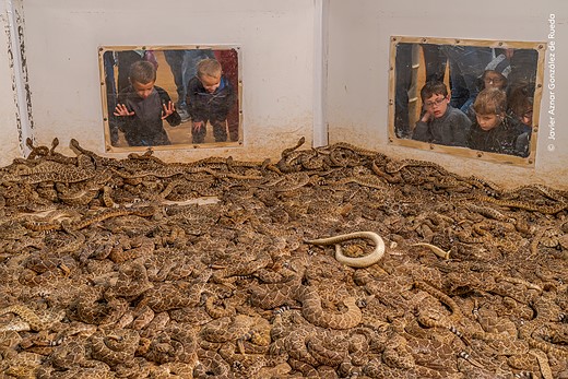 © Javier Aznar González de Rueda  courtesy Wildlife Photographer of the Year