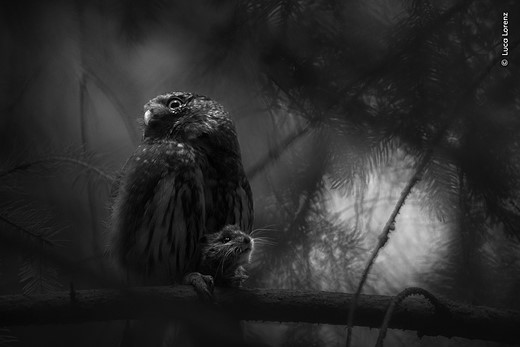 © Luca Lorenz  courtesy Wildlife Photographer of the Year  5 