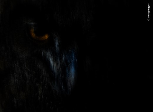 © Philipp Egger  courtesy Wildlife Photographer of the Year