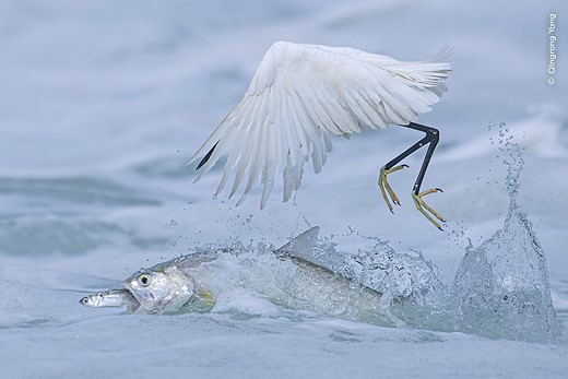 © Qingrong Yang  courtesy Wildlife Photographer of the Year