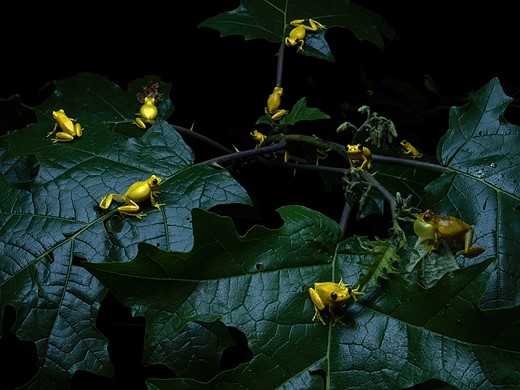 © Quentin Martinez  courtesy Wildlife Photographer of the Year