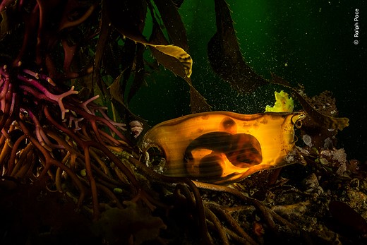 © Ralph Pace  courtesy Wildlife Photographer of the Year