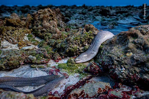 © Shane Gross  courtesy Wildlife Photographer of the Year