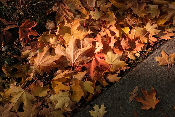 Golden autumnal leaves on the ground lit by evening sunshine