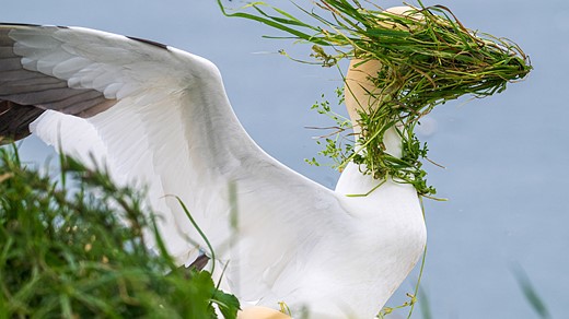 Grass blows over the face of a white bird with wings spread