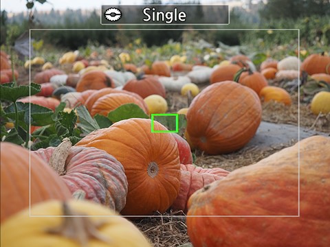 OM-5II focus selection point