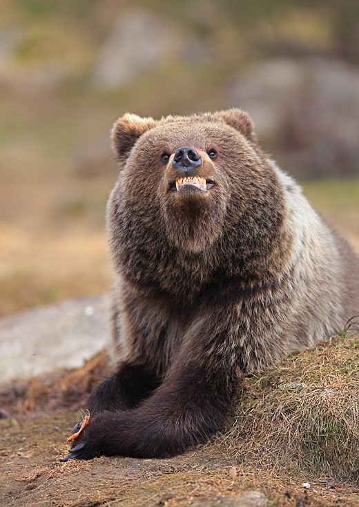 a bear shows its teeth while holding food in its paws