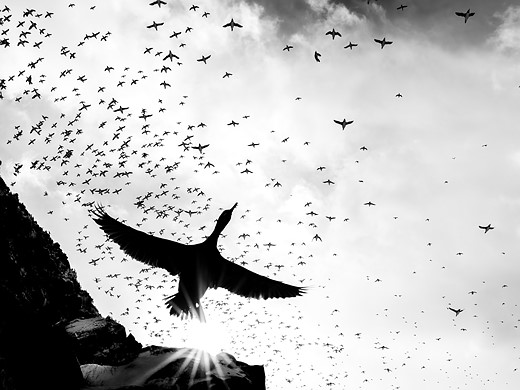 a bird flies above cliffs with lots of birds flying in the background