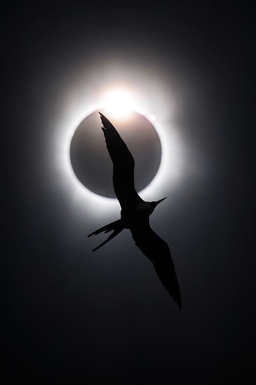 a bird flies with outstretched wings below a solar eclipse