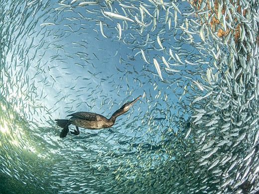 a bird swims in clear water surrounded by a circle of small silver fish
