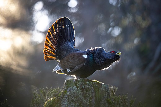 a bird with tail feathers spread out stands on a stump in a forest with golden morning light
