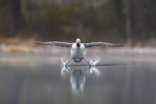 a bird with wings oustretched lands on a calm body of water
