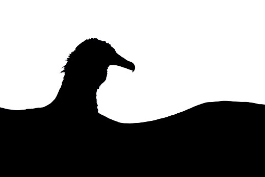 a black silhouette of a bird is against a white background