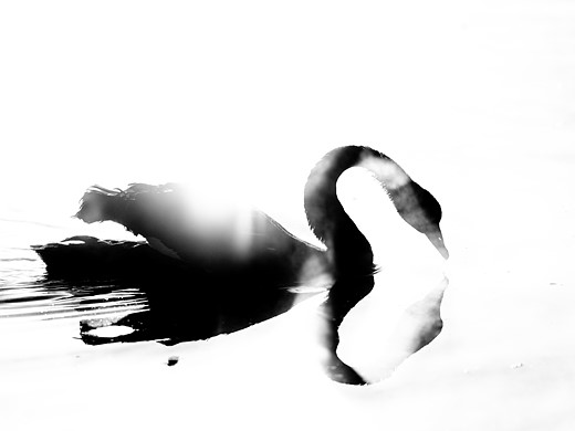 a black swan swims across water