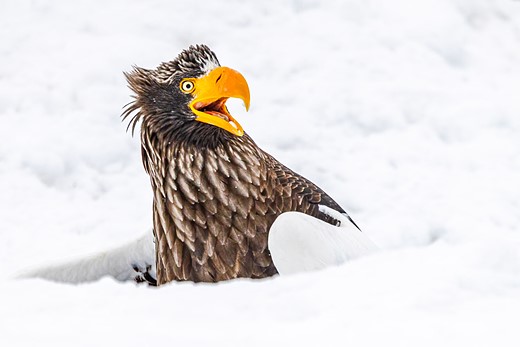 a brown eagle with yellow beak has a look of surprise while partiall submerged in snow