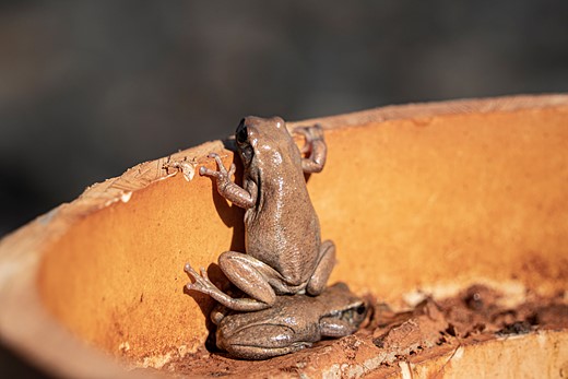 a brown frog stands on top of another frog to see to the rim while inside a brown circular structure