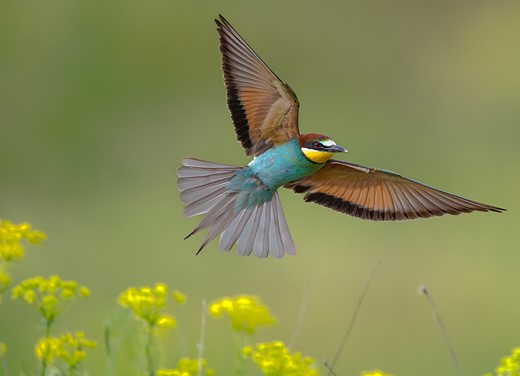 a colorful bird flys with outstretched wings in front of a blurred green background