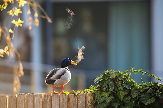 a duck stands on a fence with visible breath puffing from its mouth