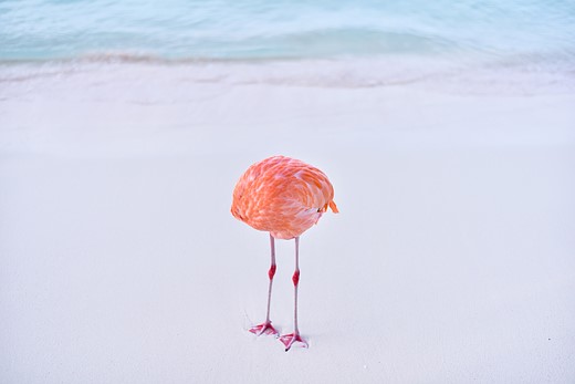 a flamingo stands on a white sand beach with its had tucked out of sight